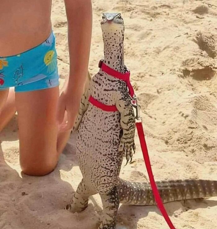 Wait, Why Are These Pics So Weird? A Wild Ride Through Chaotic Internet Madness