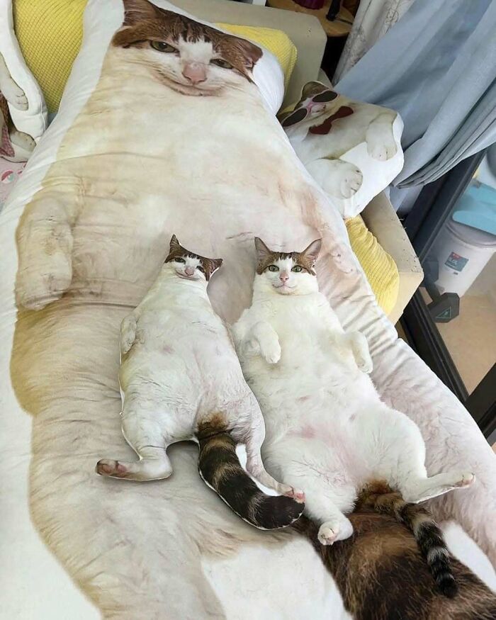 Wait, Why Are These Pics So Weird? A Wild Ride Through Chaotic Internet Madness