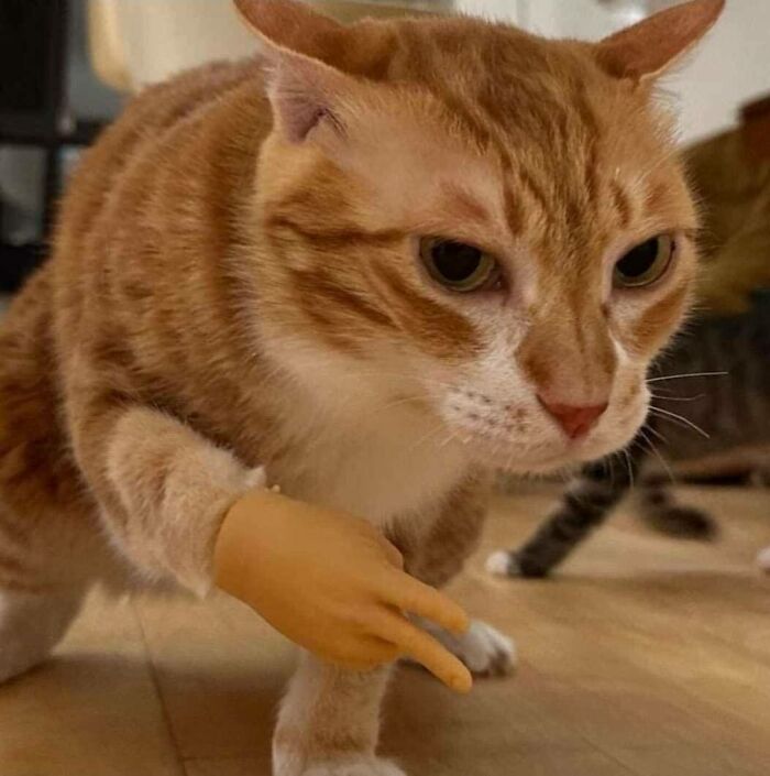 Wait, Why Are These Pics So Weird? A Wild Ride Through Chaotic Internet Madness