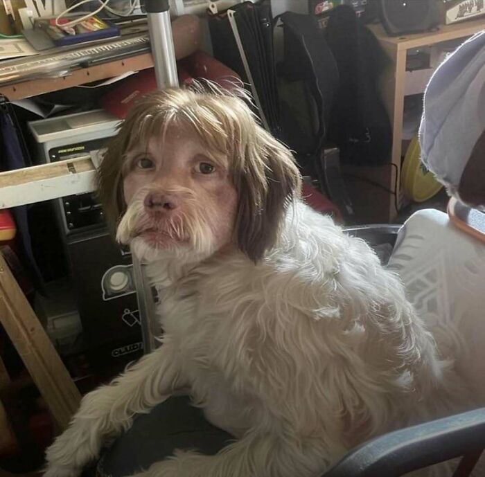 Wait, Why Are These Pics So Weird? A Wild Ride Through Chaotic Internet Madness