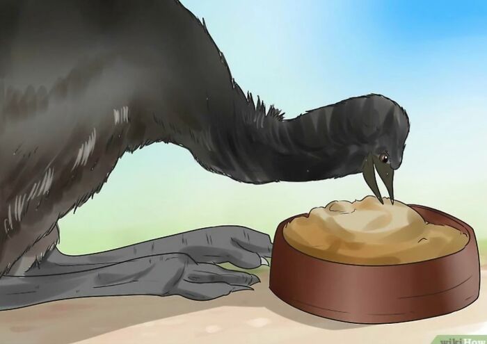How To Diagnose Illness In An Emu (Yes, An Emu)