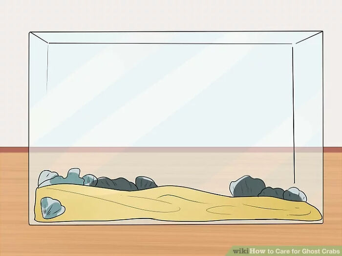 How To Care For Ghost Crabs (Weird Pet Advice)