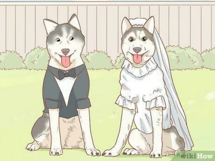 How To Host A Dog Wedding (Because Of Course)