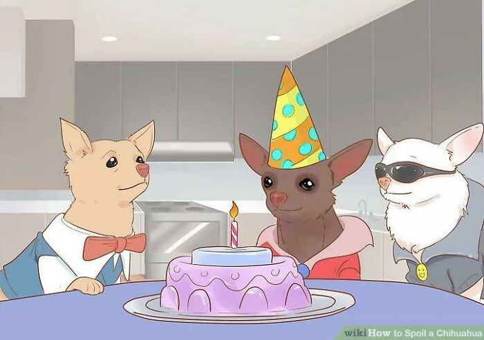How To Spoil A Chihuahua (Because Everyone Needs A Diva)
