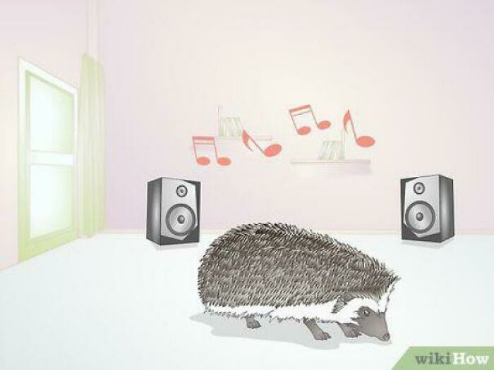 How To Bond With Your Hedgehog (Spiky Love)