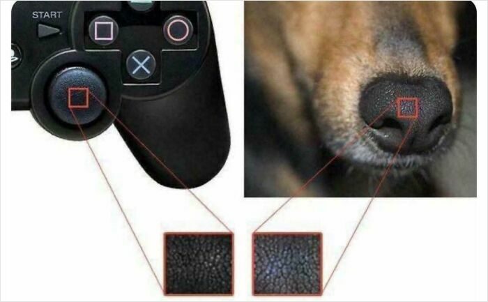 PlayStation Uses Dog Noses For Thumbsticks?!