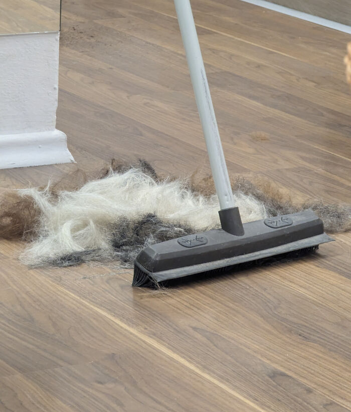 My Dog Just Got Pulverized! Wait, What?!