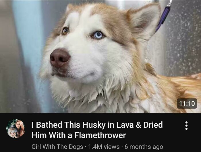 She Bathed This Husky In Lava And Used A Flamethrower To Dry Him