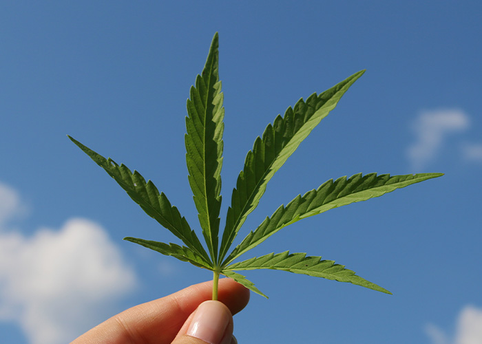 Google Earth Spotted a Marijuana Farm Like a Boss