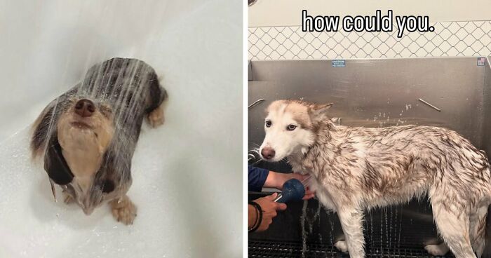 Dogs After Baths: Priceless ‘Why Did You Do This?’ Faces