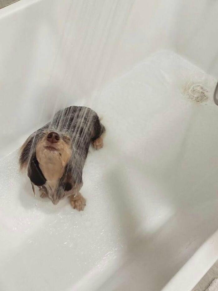 Dogs After Baths: Priceless 'Why Did You Do This?' Faces