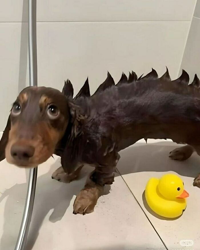 Dogs After Baths: Priceless 'Why Did You Do This?' Faces