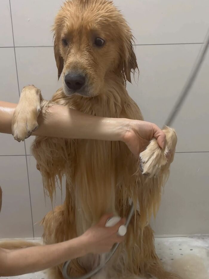 Dogs After Baths: Priceless 'Why Did You Do This?' Faces
