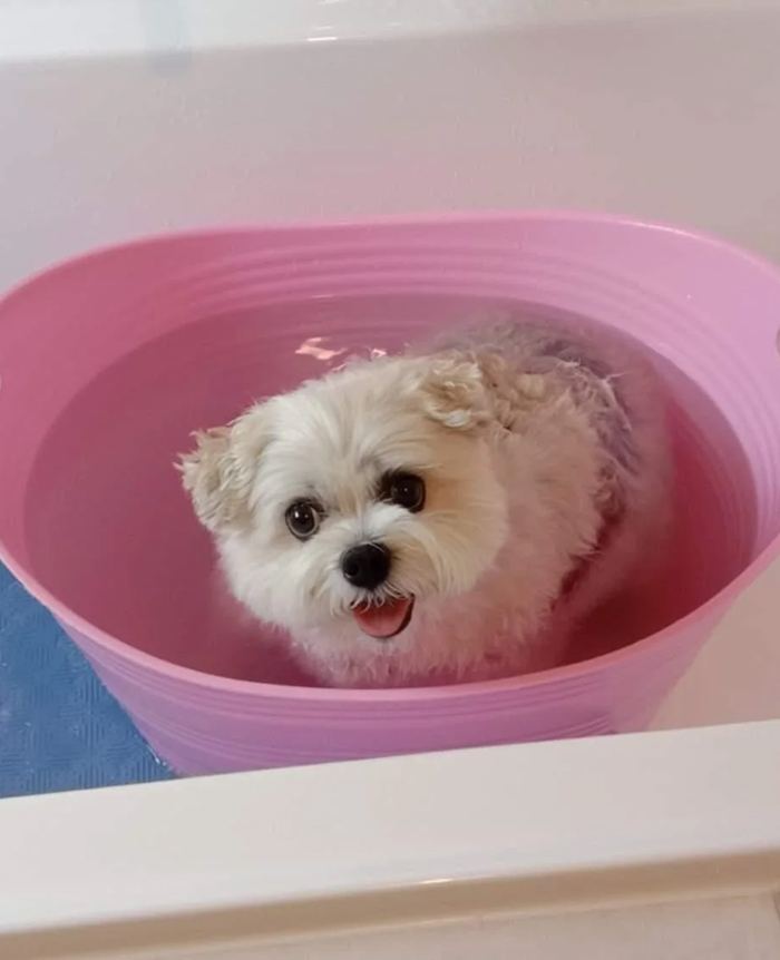 Dogs After Baths: Priceless 'Why Did You Do This?' Faces