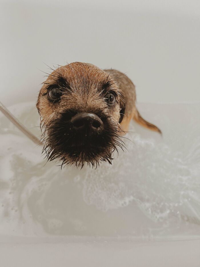 Dogs After Baths: Priceless 'Why Did You Do This?' Faces