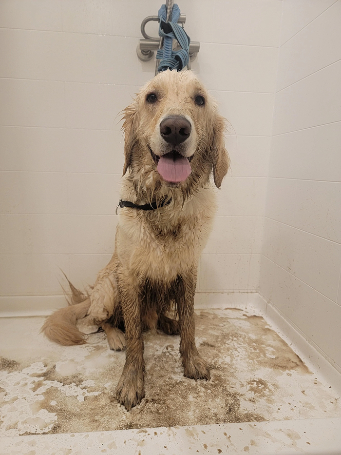 Dogs After Baths: Priceless 'Why Did You Do This?' Faces