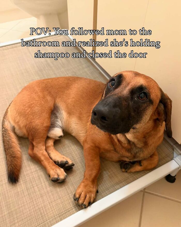 Dogs After Baths: Priceless 'Why Did You Do This?' Faces
