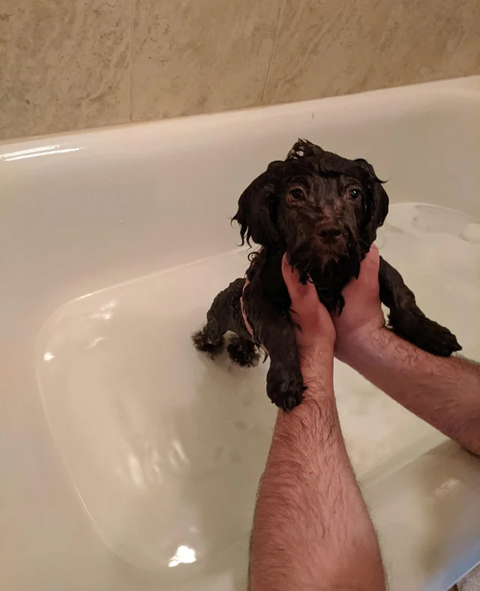 Dogs After Baths: Priceless 'Why Did You Do This?' Faces