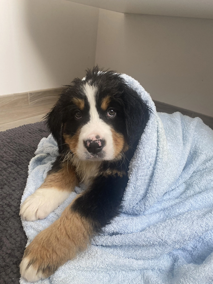 Dogs After Baths: Priceless 'Why Did You Do This?' Faces