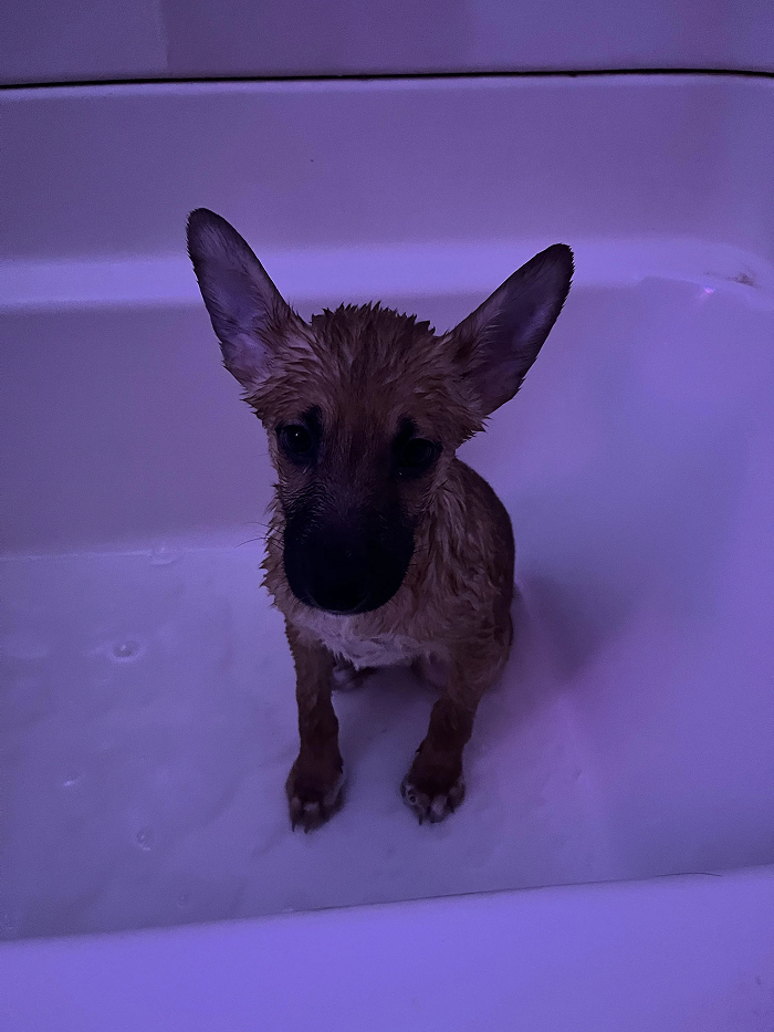 Dogs After Baths: Priceless 'Why Did You Do This?' Faces