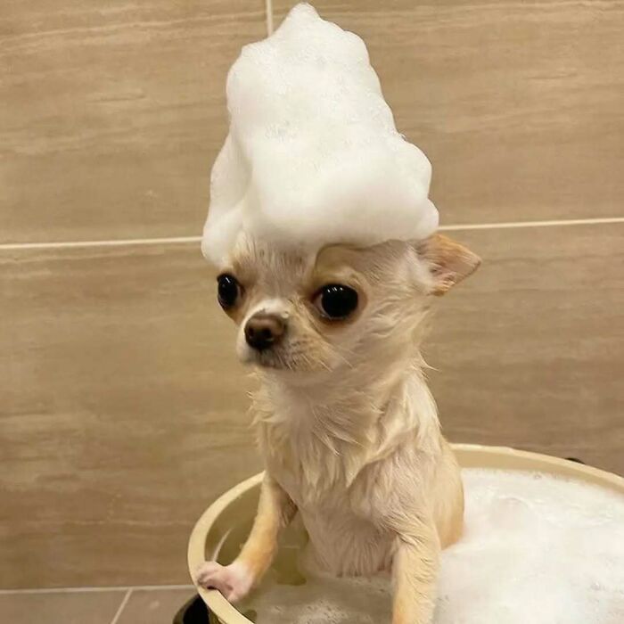 Dogs After Baths: Priceless 'Why Did You Do This?' Faces