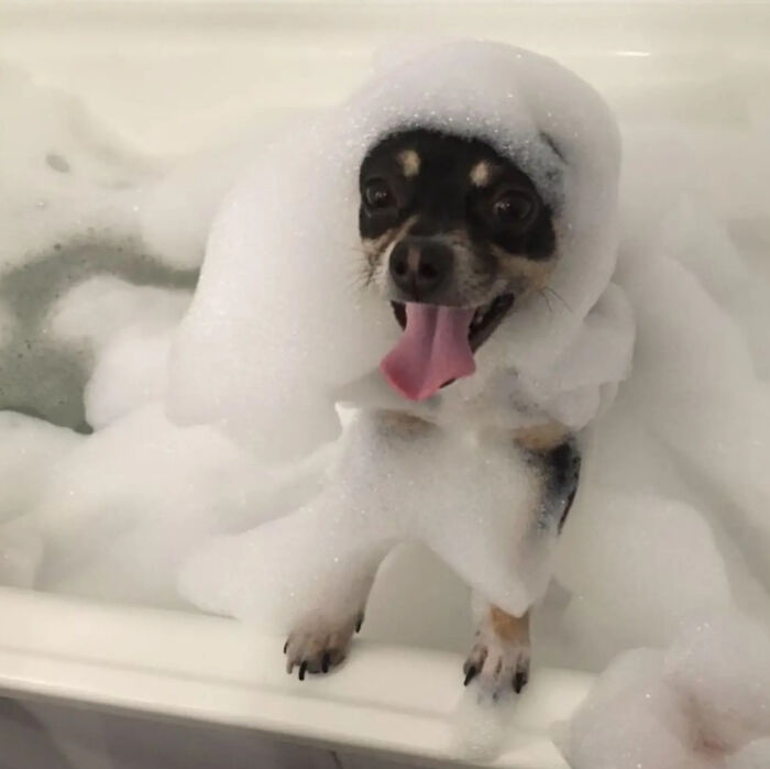 Dogs After Baths: Priceless 'Why Did You Do This?' Faces