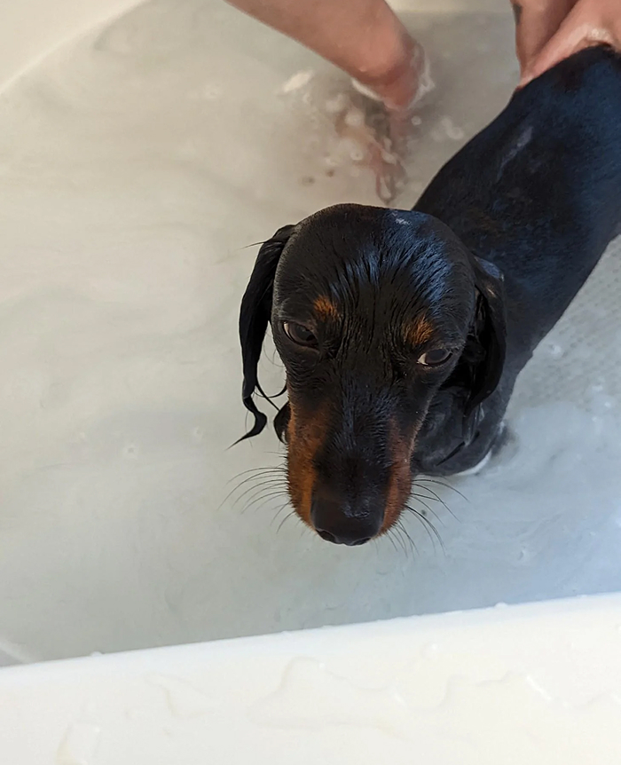 Dogs After Baths: Priceless 'Why Did You Do This?' Faces