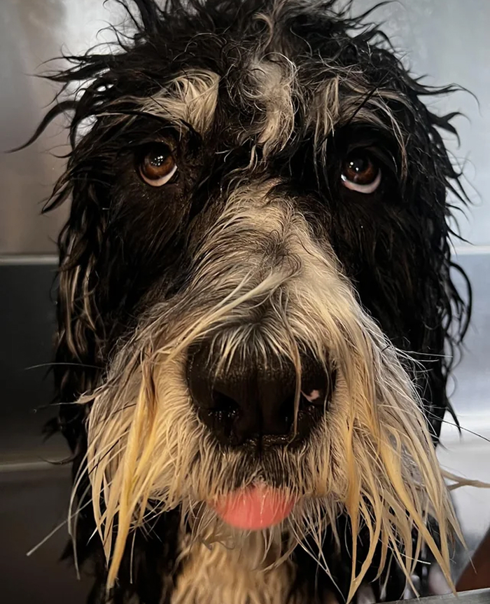 Dogs After Baths: Priceless 'Why Did You Do This?' Faces