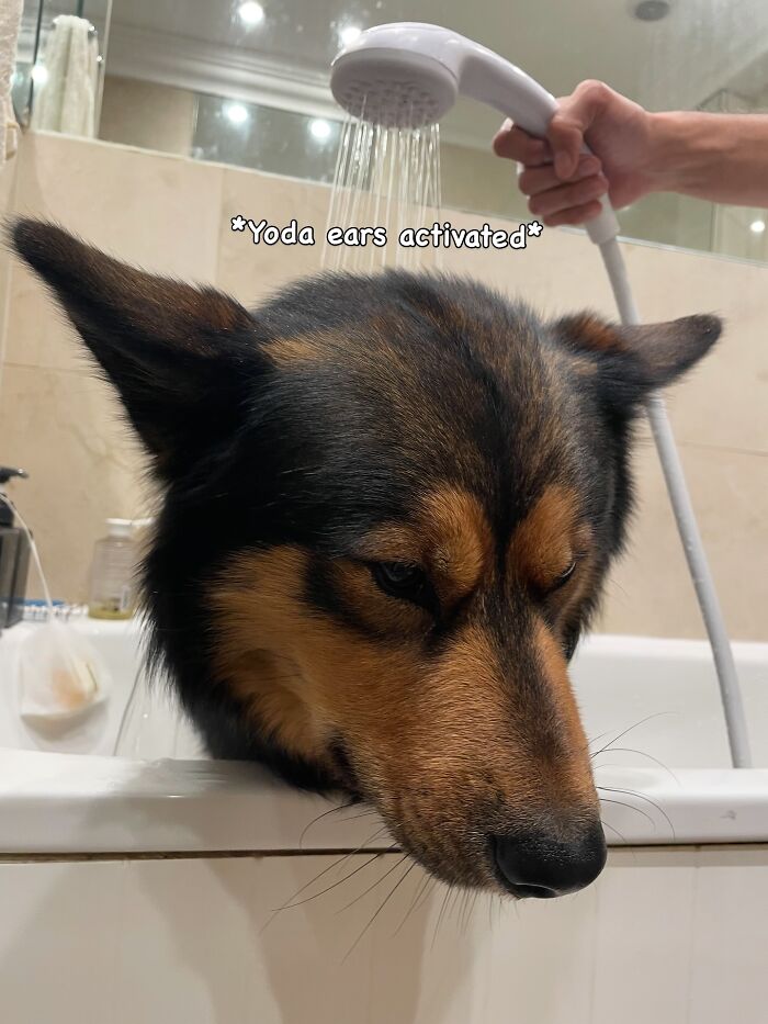 Dogs After Baths: Priceless 'Why Did You Do This?' Faces