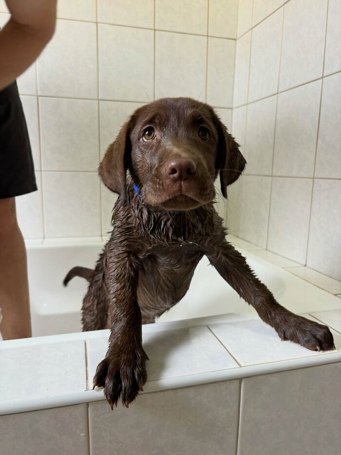 Dogs After Baths: Priceless 'Why Did You Do This?' Faces
