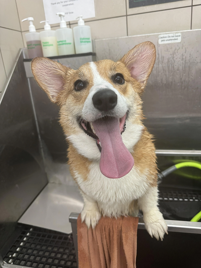 Dogs After Baths: Priceless 'Why Did You Do This?' Faces