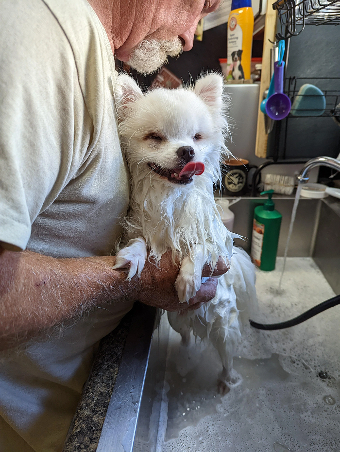 Dogs After Baths: Priceless 'Why Did You Do This?' Faces