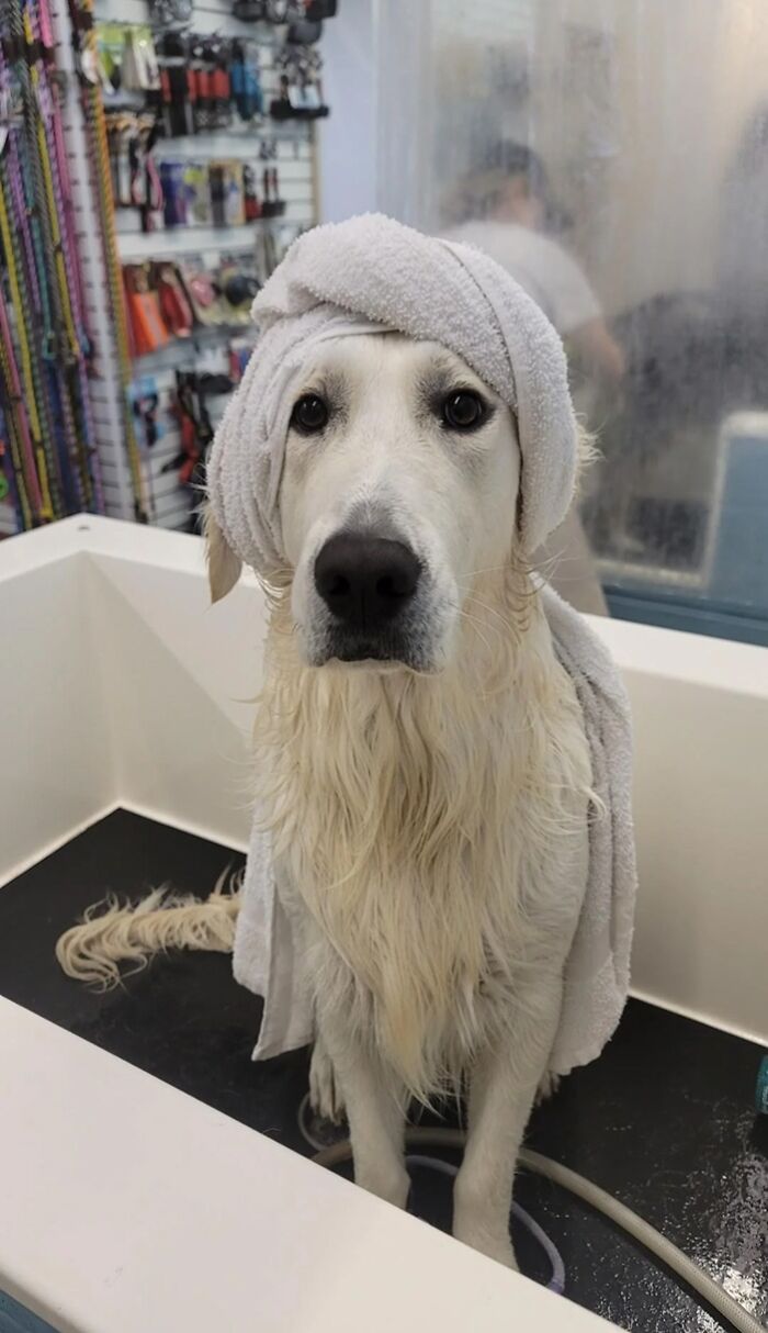 Dogs After Baths: Priceless 'Why Did You Do This?' Faces