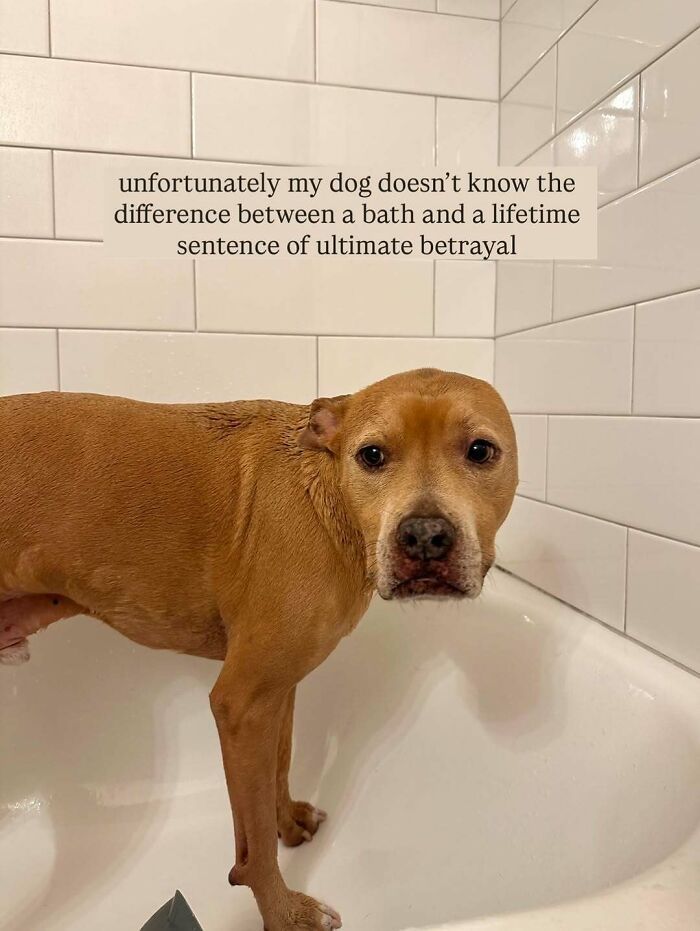 Dogs After Baths: Priceless 'Why Did You Do This?' Faces