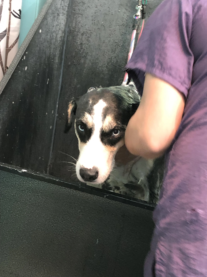 Dogs After Baths: Priceless 'Why Did You Do This?' Faces