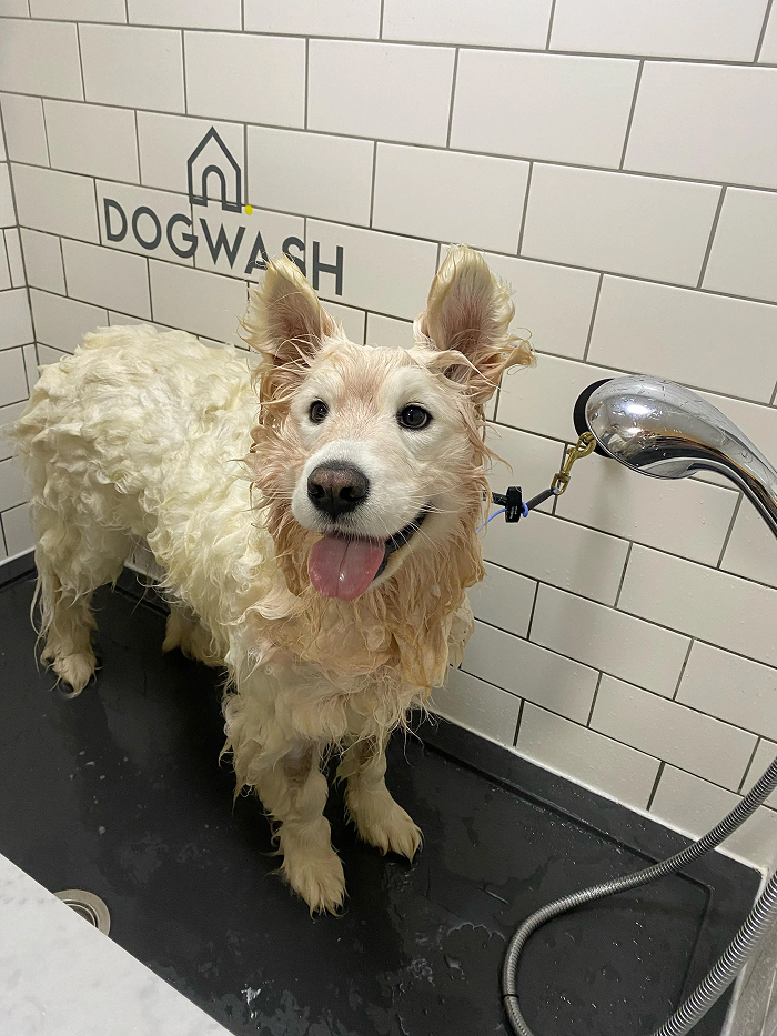 Dogs After Baths: Priceless 'Why Did You Do This?' Faces