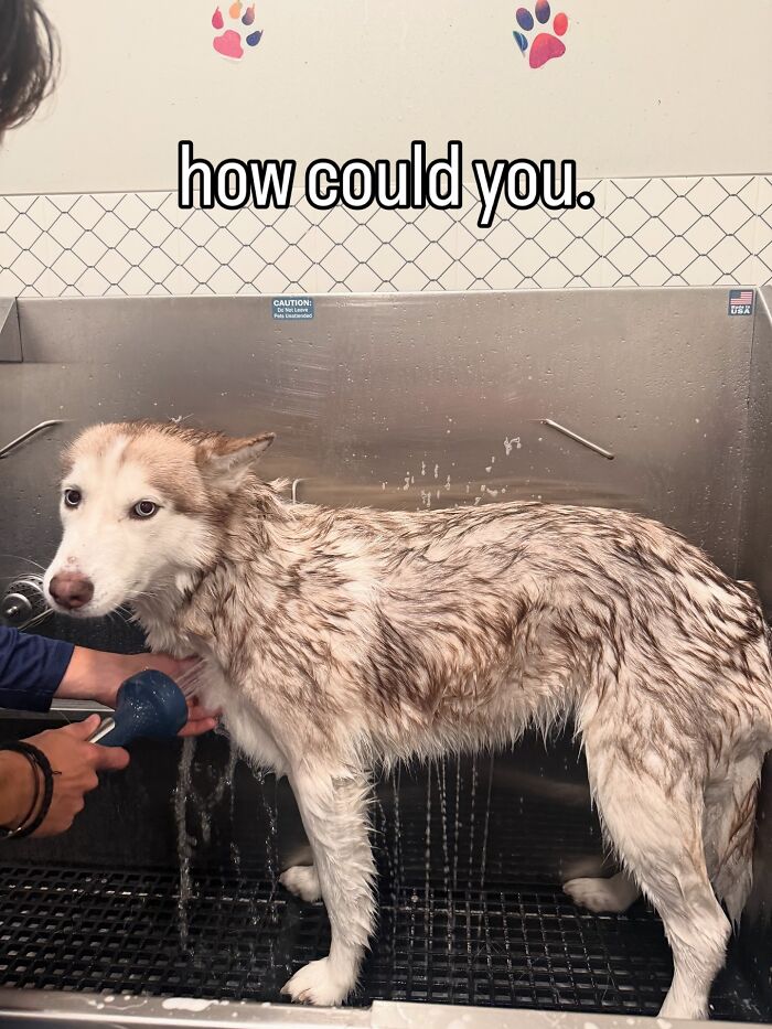 Dogs After Baths: Priceless 'Why Did You Do This?' Faces
