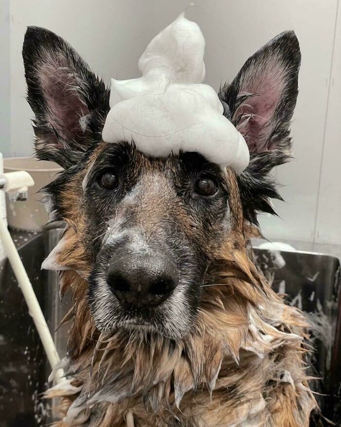 Dogs After Baths: Priceless 'Why Did You Do This?' Faces