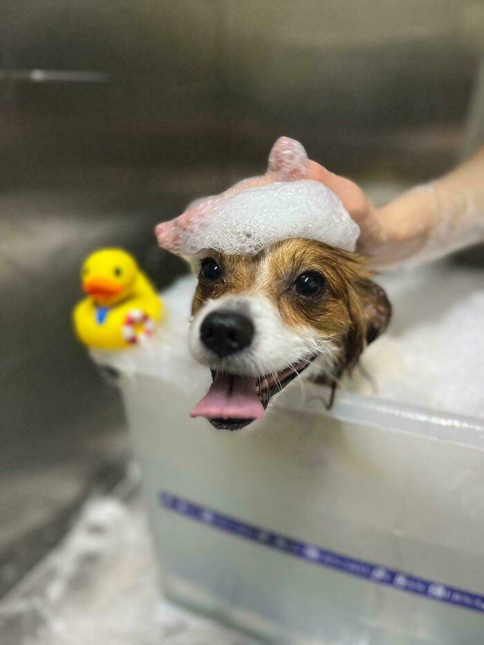 Dogs After Baths: Priceless 'Why Did You Do This?' Faces