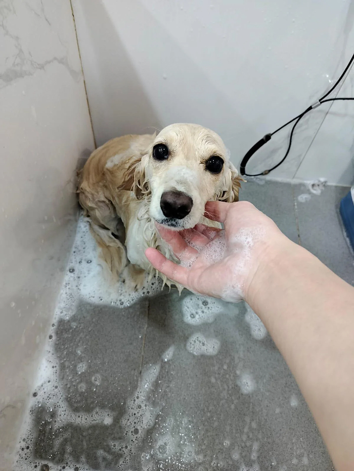 Dogs After Baths: Priceless 'Why Did You Do This?' Faces