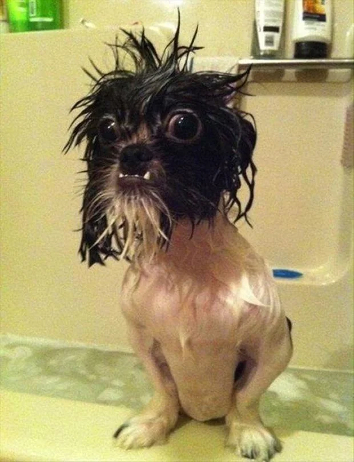 Dogs After Baths: Priceless 'Why Did You Do This?' Faces