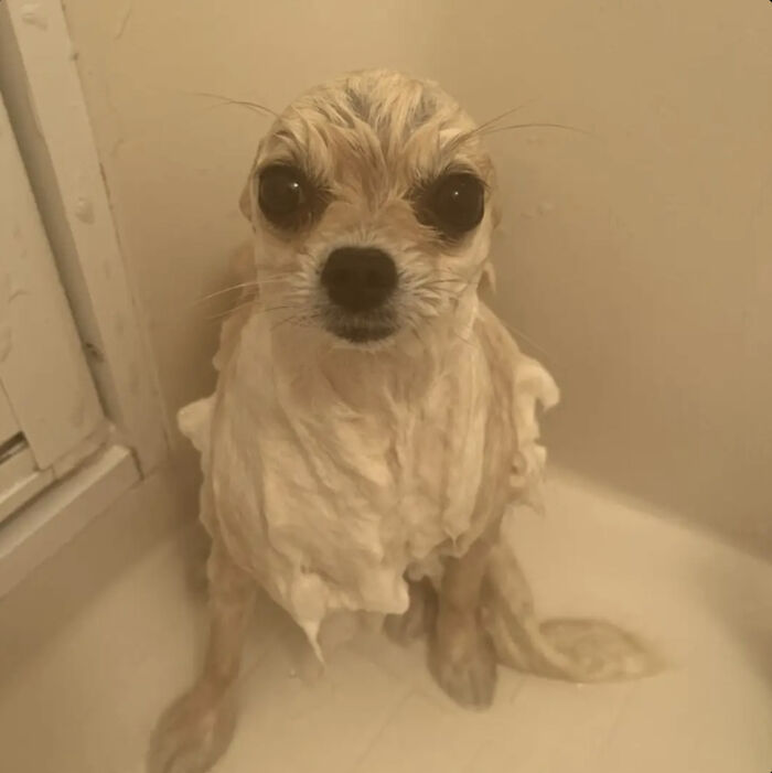 Dogs After Baths: Priceless 'Why Did You Do This?' Faces