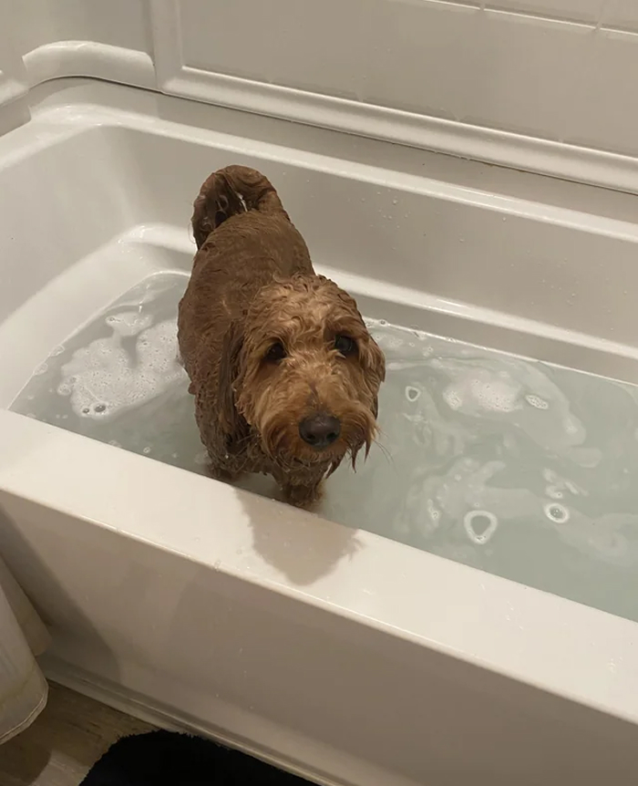 Dogs After Baths: Priceless 'Why Did You Do This?' Faces