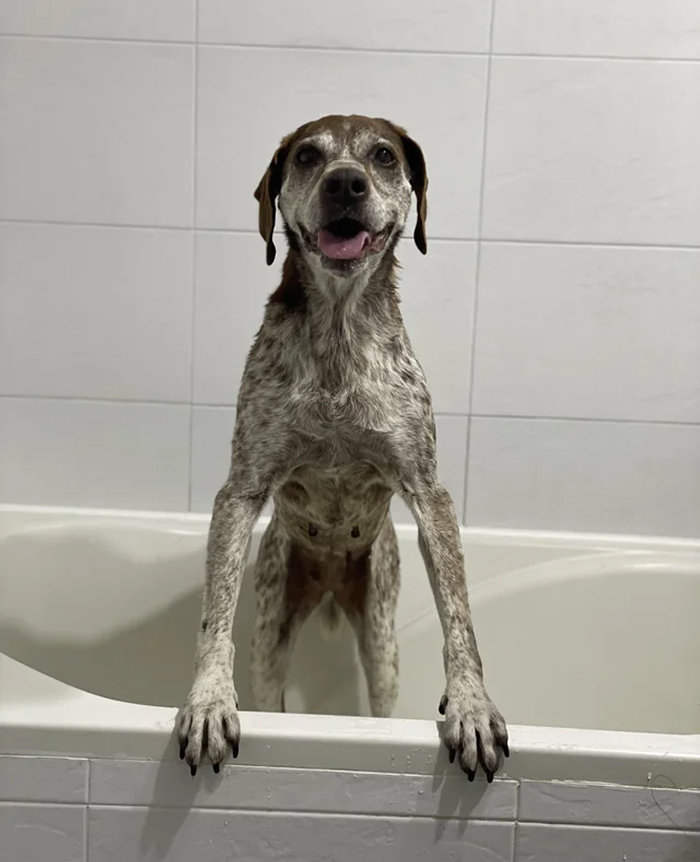 Dogs After Baths: Priceless 'Why Did You Do This?' Faces