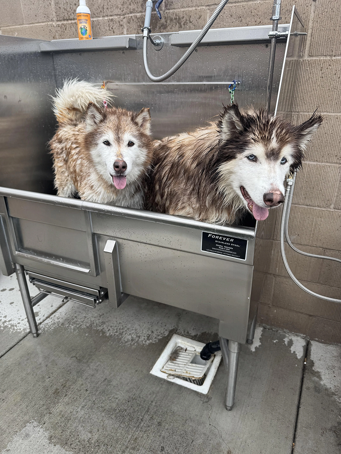 Dogs After Baths: Priceless 'Why Did You Do This?' Faces