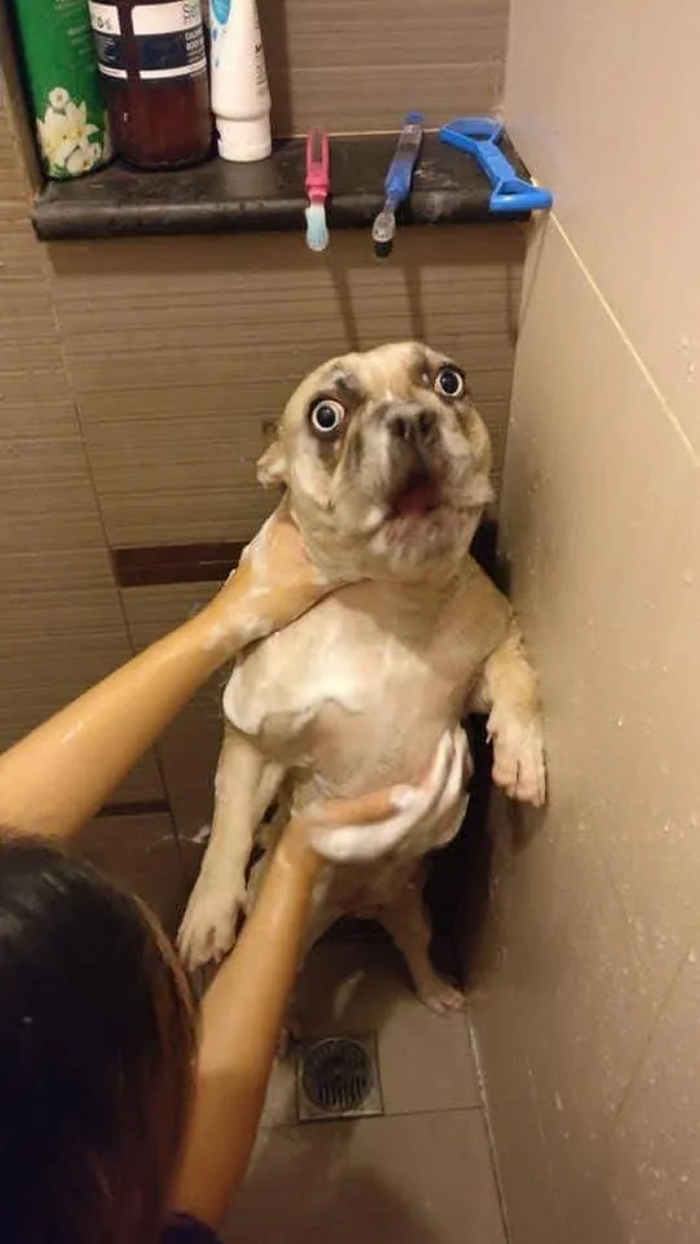 Dogs After Baths: Priceless 'Why Did You Do This?' Faces