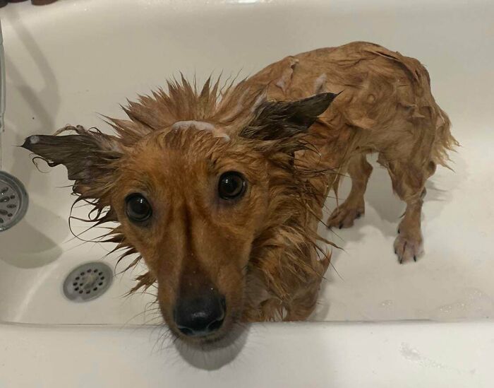 Dogs After Baths: Priceless 'Why Did You Do This?' Faces