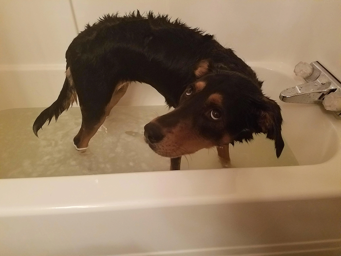 Dogs After Baths: Priceless 'Why Did You Do This?' Faces