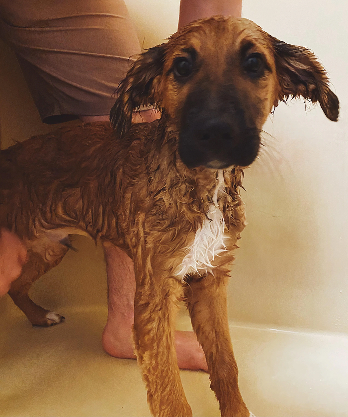 Dogs After Baths: Priceless 'Why Did You Do This?' Faces