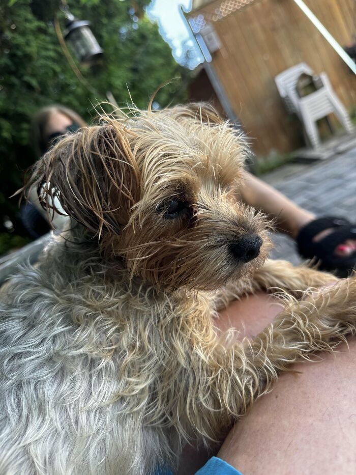 Dogs After Baths: Priceless 'Why Did You Do This?' Faces